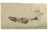 Cretaceous Viper Fish (Prionolepis) Fossil - Fish in Stomach! #200633-1